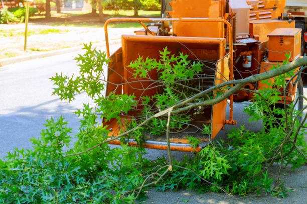 Best Hedge Trimming  in Meadow Les, AK